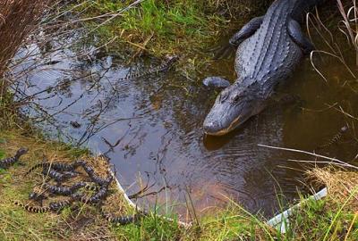 Alligator Family in the Wild 4826