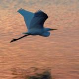 Egret in Flight at Sunrise 4480