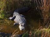 Alligator in the Wild 4890