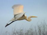 Egret in Flight 4704