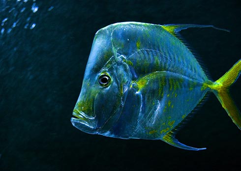 Fish at Kemah