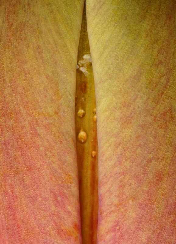 Orange Tulip