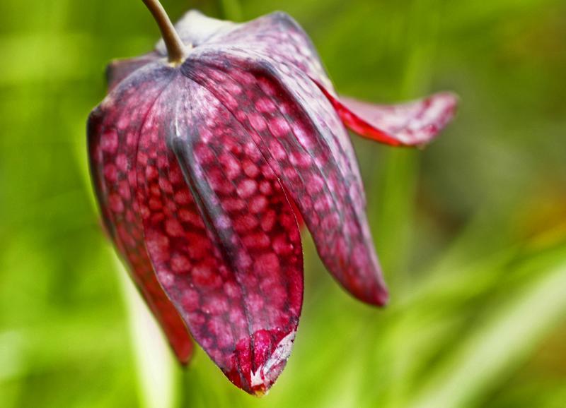 Fritillaria meleagris