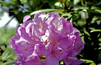 Rhododendron catawbiense Boursault