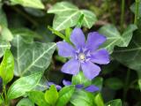 Vinca minor