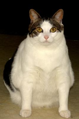 Fat Cat !!
