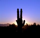 Saguaro in Papago Park