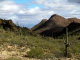 Tucson Saguaro