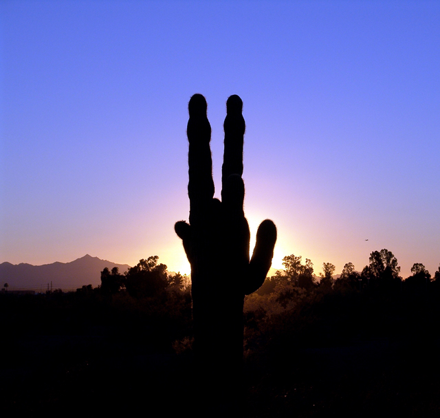 Saguaro in Papago Park