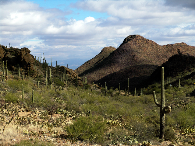 Tucson Saguaro