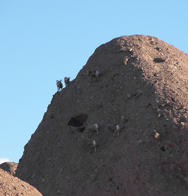 Mountain Goats in Papago Park