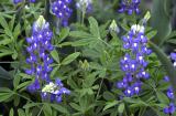 Texas Bluebonnets in Virginia