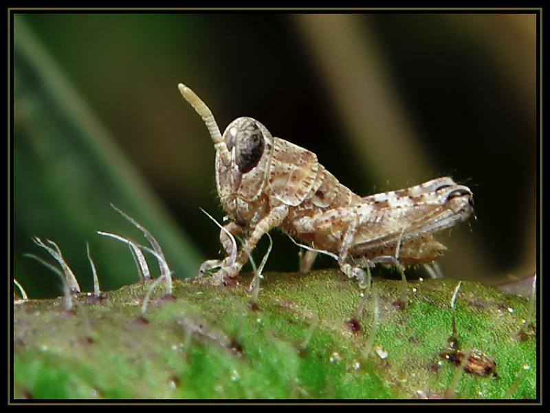 Baby Grasshopper