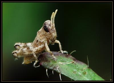 Baby Grasshopper