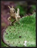 Baby Grasshopper