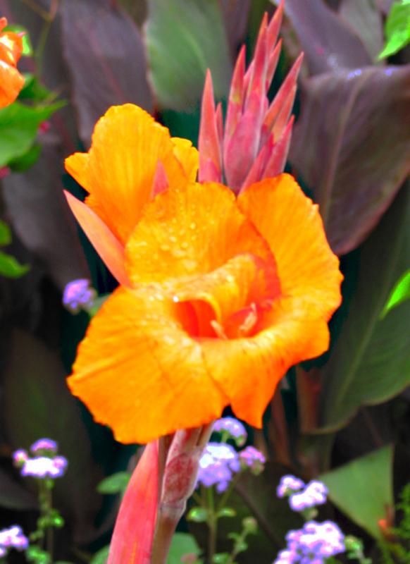 orchid