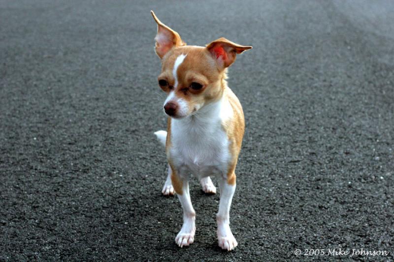 peanut6