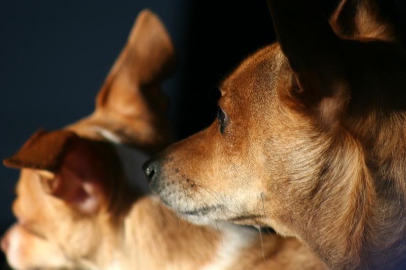 dog1