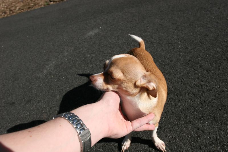 thatsonesmalldog