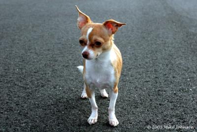 peanut6
