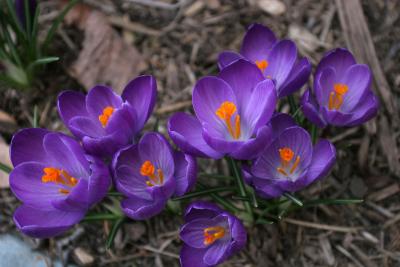 brilliantflower