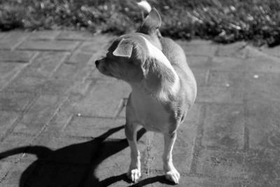 BW dog