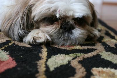 sad dog