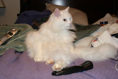 mycatsittinlikeaperson