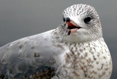 brid1