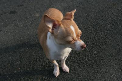 peanut3