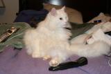 mycatsittinlikeaperson