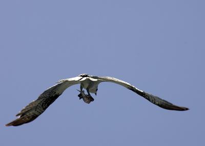 Ospre with lunch