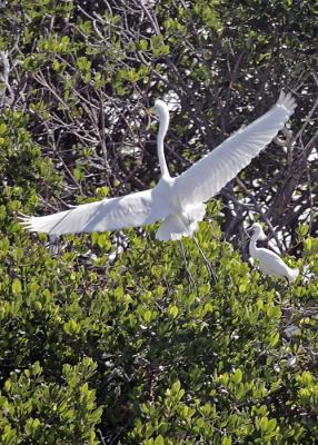 Egret mates
