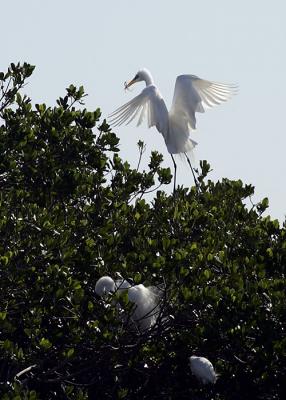 Egret nest building