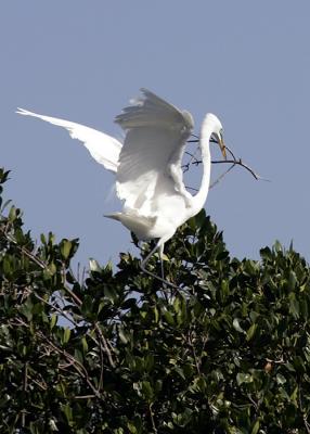 Egret nest building