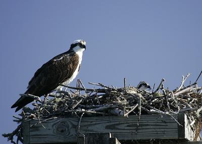 Osprey with baby