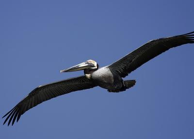 Pelican in flight