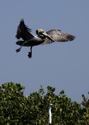 Pelican landing