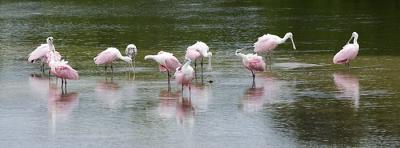 Spoonbills