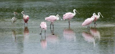 Spoonbills less one