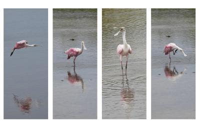 Roseate Spoonbills