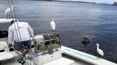 Inspecting the catch