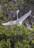 Egret mates
