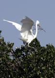 Egret nest building