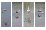 Roseate Spoonbills