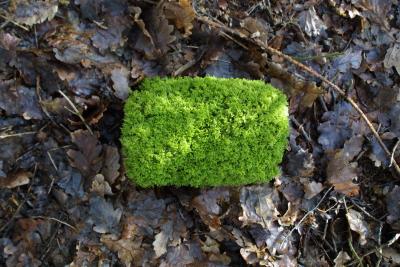 Moss on brick