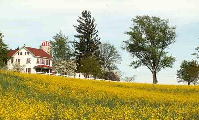 farmhouse  yellow.jpg
