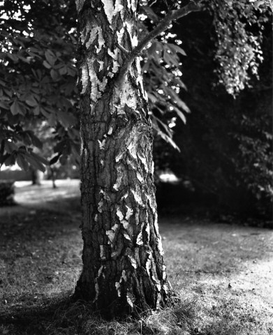 nag-tree02.jpg