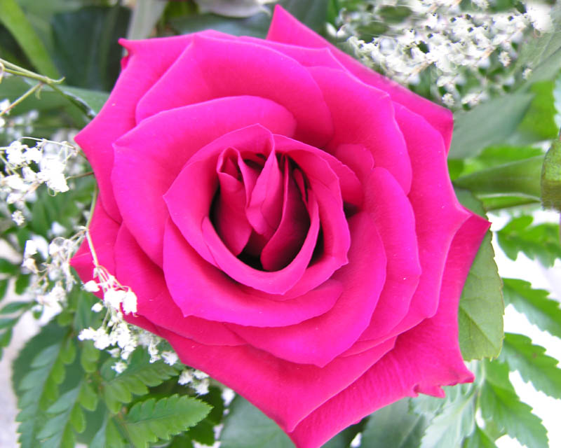 Birthday Rose
