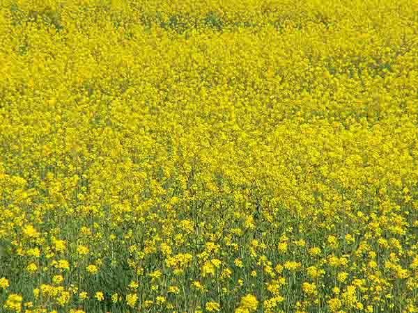 yellow.jpg